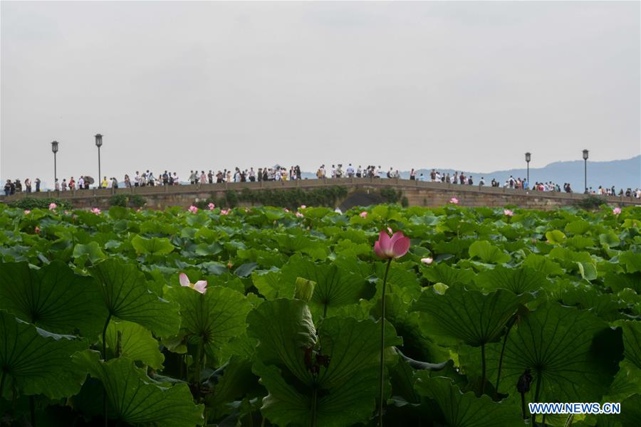 CHINA-ZHEJIANG-HANGZHOU-LOTUS SEASON (CN)