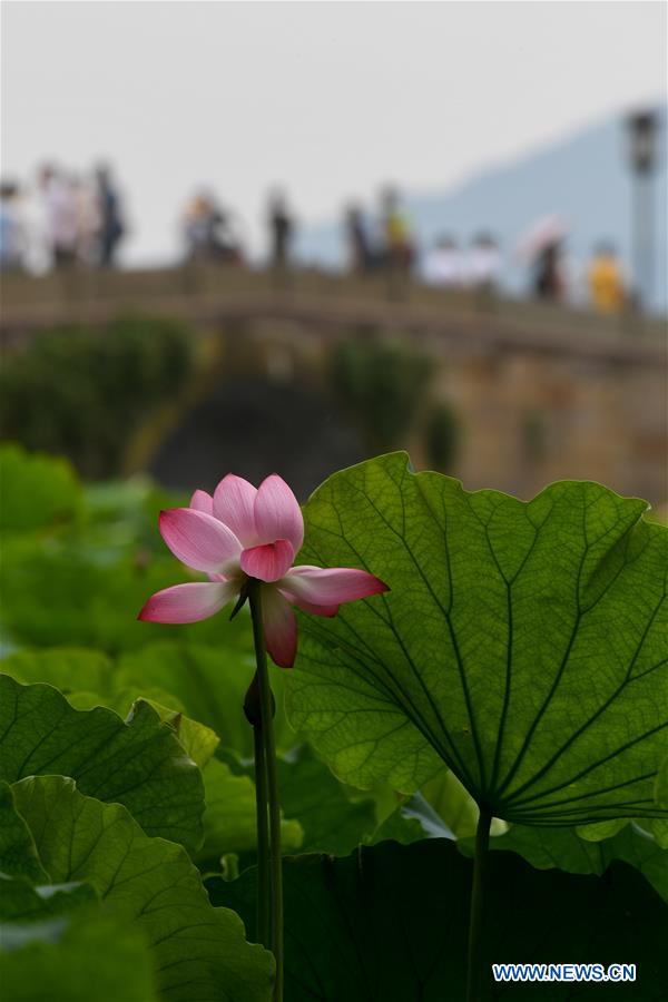 CHINA-ZHEJIANG-HANGZHOU-LOTUS SEASON (CN)