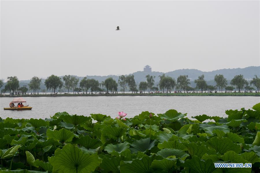 CHINA-ZHEJIANG-HANGZHOU-LOTUS SEASON (CN)