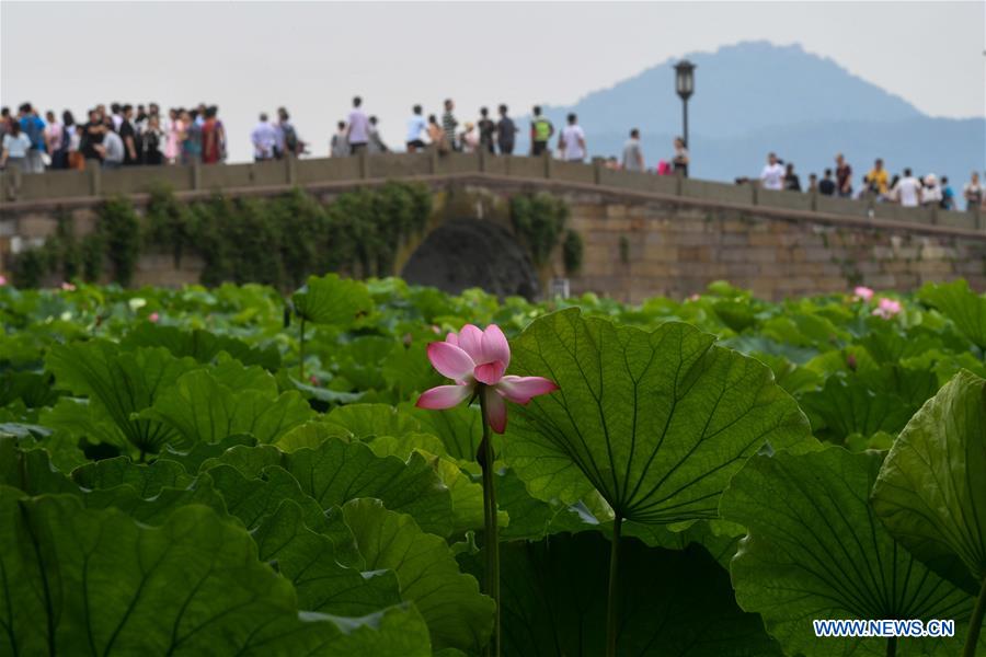 CHINA-ZHEJIANG-HANGZHOU-LOTUS SEASON (CN)