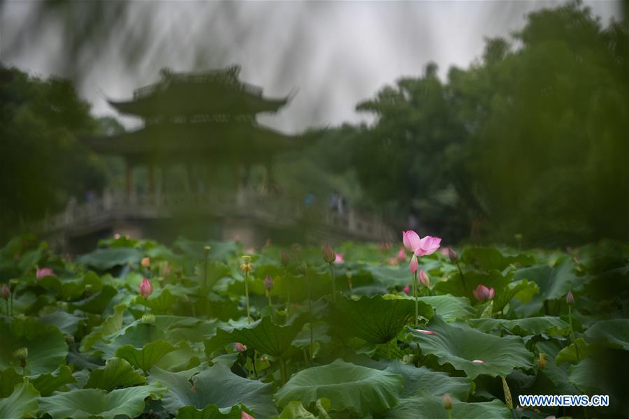 CHINA-ZHEJIANG-HANGZHOU-LOTUS SEASON (CN)