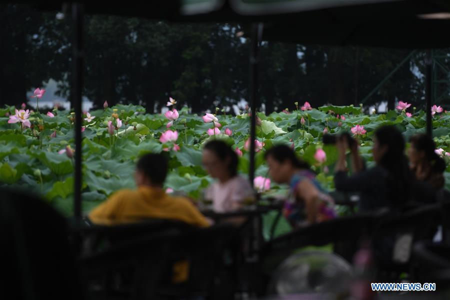 CHINA-ZHEJIANG-HANGZHOU-LOTUS SEASON (CN)