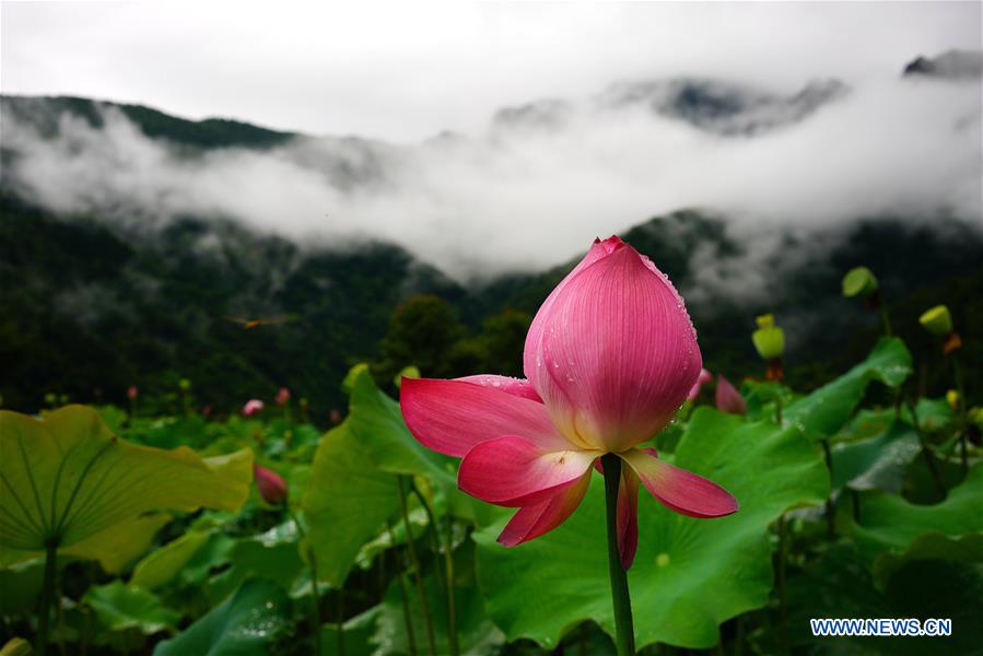 #CHINA-GUILIN-LOTUS FLOWERS (CN)
