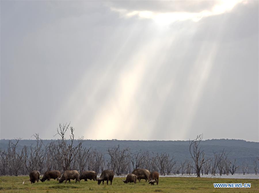 KENYA-LAKE NAKURU-NATIONAL PARK