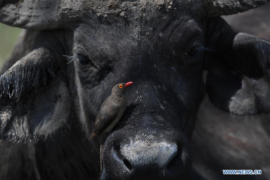 KENYA-LAKE NAKURU-NATIONAL PARK