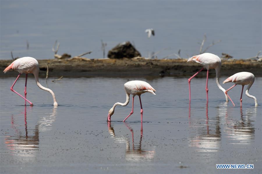 KENYA-LAKE NAKURU-NATIONAL PARK