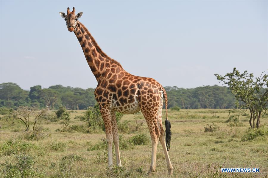 KENYA-LAKE NAKURU-NATIONAL PARK