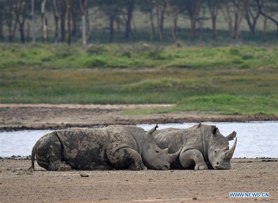 KENYA-LAKE NAKURU-NATIONAL PARK