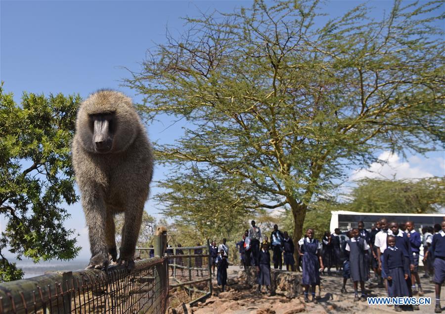 KENYA-LAKE NAKURU-NATIONAL PARK