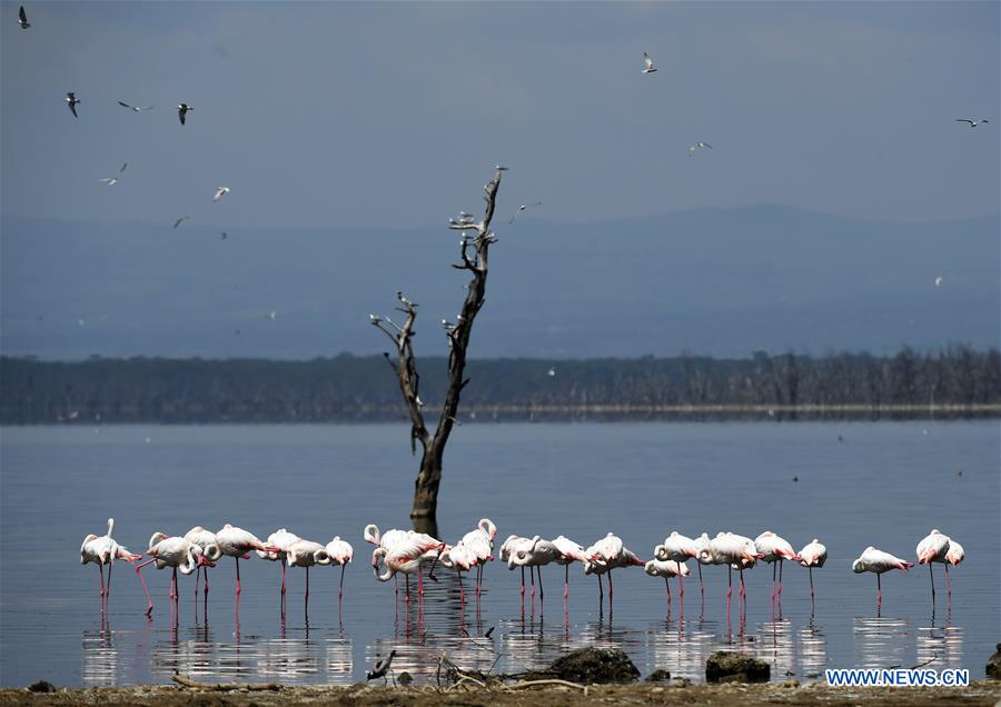 KENYA-LAKE NAKURU-NATIONAL PARK