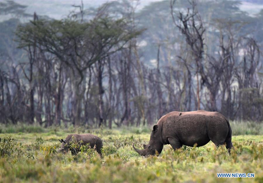 KENYA-LAKE NAKURU-NATIONAL PARK