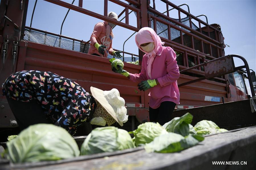 CHINA-NINGXIA-"COLD" VEGETABLE-POVERTY ALLEVIATION (CN)