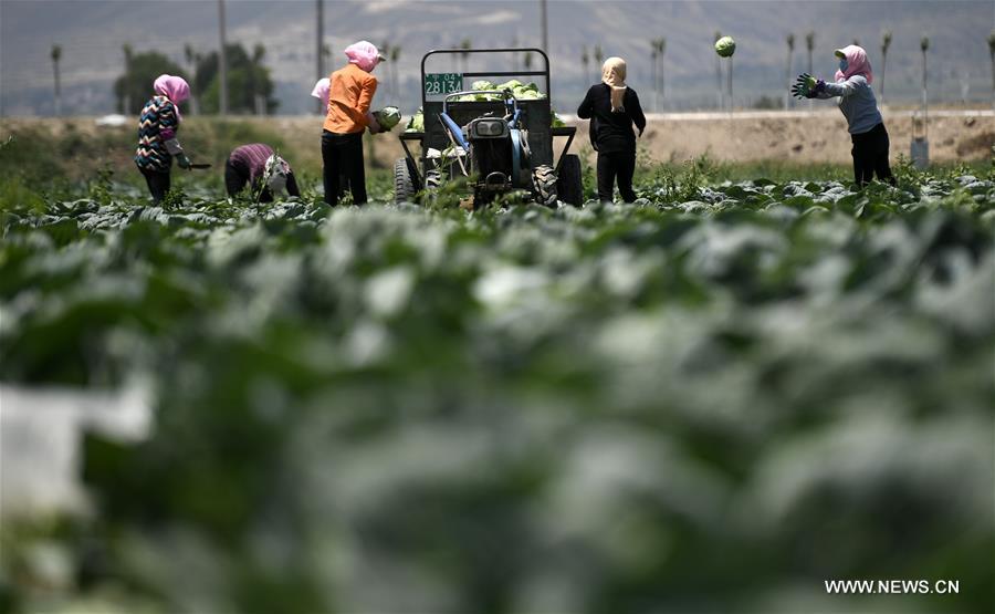 CHINA-NINGXIA-"COLD" VEGETABLE-POVERTY ALLEVIATION (CN)