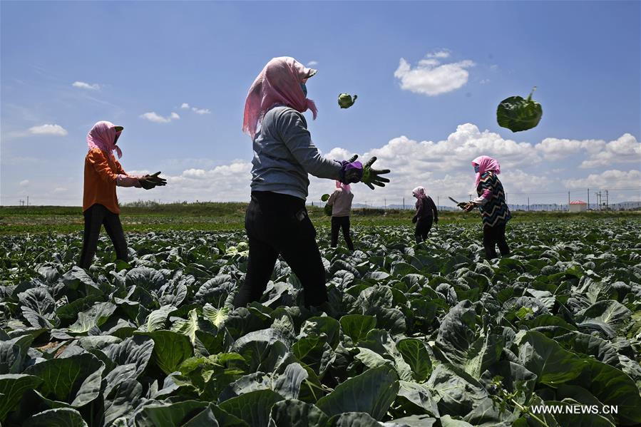 CHINA-NINGXIA-"COLD" VEGETABLE-POVERTY ALLEVIATION (CN)