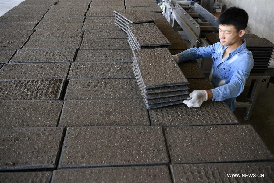 CHINA-NINGXIA-"COLD" VEGETABLE-POVERTY ALLEVIATION (CN)