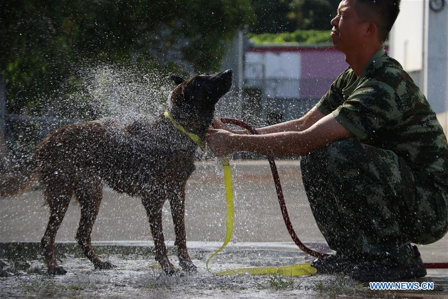 #CHINA-FUJIAN-DOGS-HEAT RELIEVING (CN)
