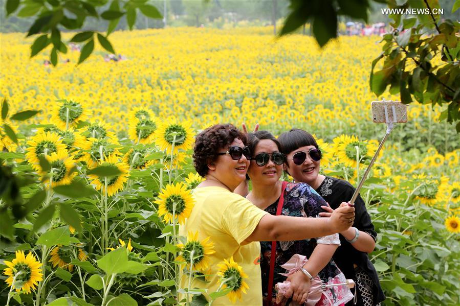 #CHINA-BEIJING-TOURISM-SUNFLOWER (CN)