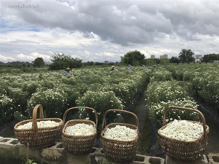 #CHINA-ANHUI-CHRYSANTHEMUM-HARVEST (CN)