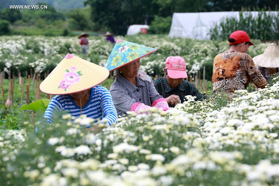 #CHINA-ANHUI-CHRYSANTHEMUM-HARVEST (CN)