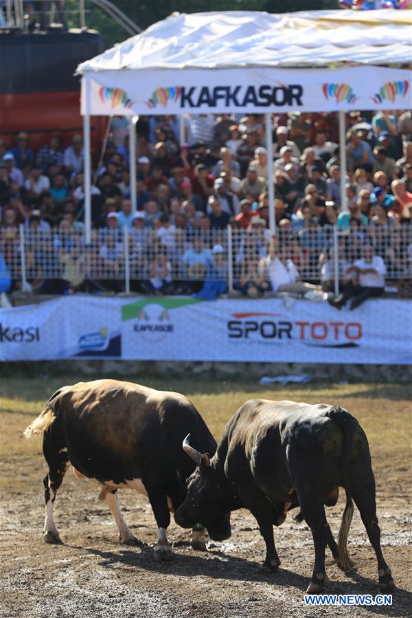 (SP)TURKEY-ARTVIN-CAUCASUS CULTURE AND ARTS FESTIVAL-BULLFIGHTS