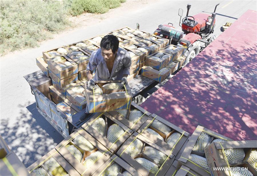 CHINA-XINJIANG-AGRICULTURE-MELON (CN)