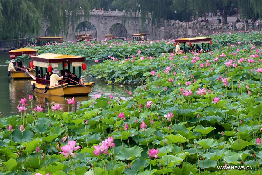 #CHINA-SUMMER-LOTUS FLOWER-TOURING (CN)