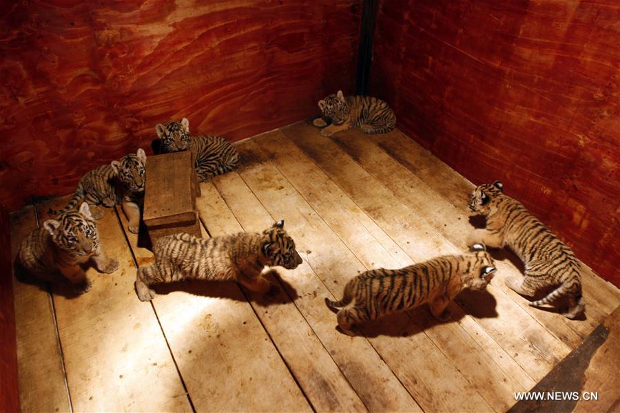 CHINA-YUNNAN-TIGER CUBS (CN)