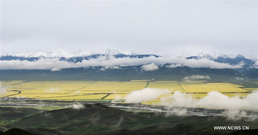CHINA-QINGHAI-COLE FLOWERS (CN)