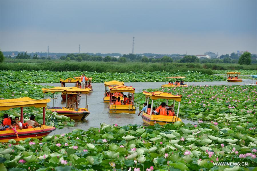 CHINA-HENAN-LOTUS FLOWERS (CN)