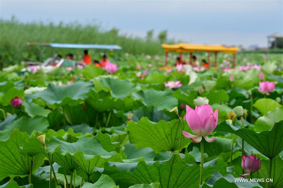CHINA-HENAN-LOTUS FLOWERS (CN)