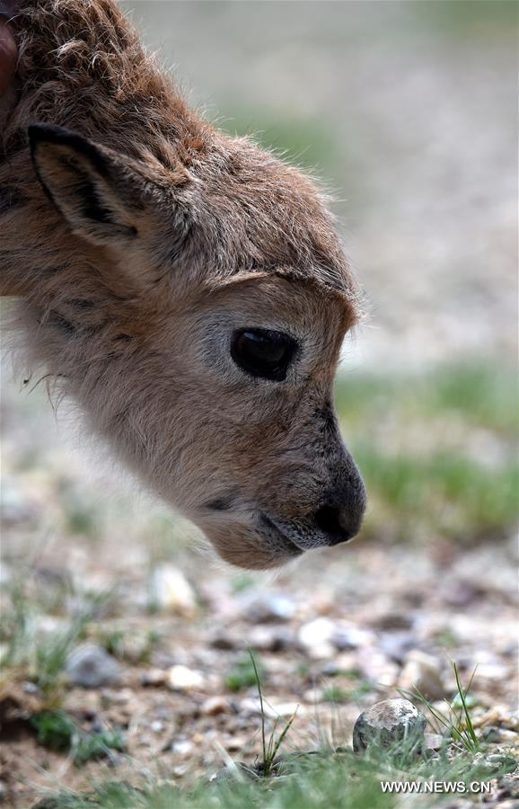 CHINA-TIBET-CHANGTANG-TIBETAN ANTELOPE (CN)
