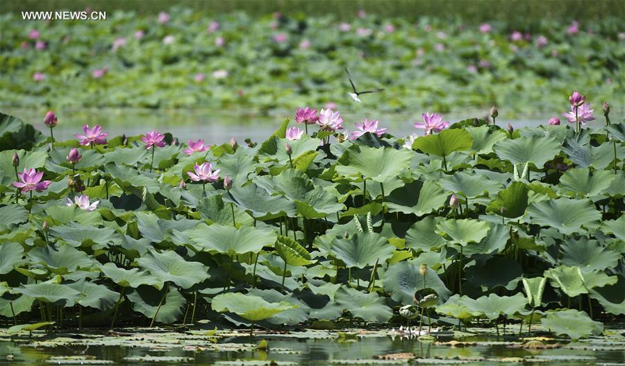 CHINA-NINGXIA-SUMMER-SCENERY (CN)