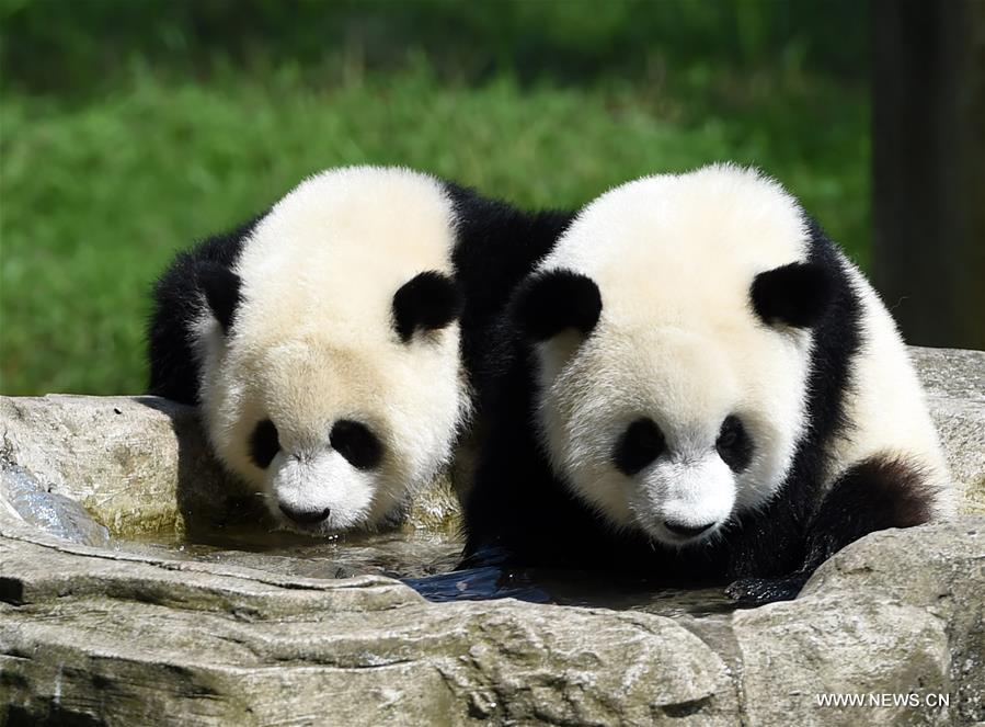 CHINA-CHONGQING-GIANT PANDA CUB-BIRTHDAY(CN)