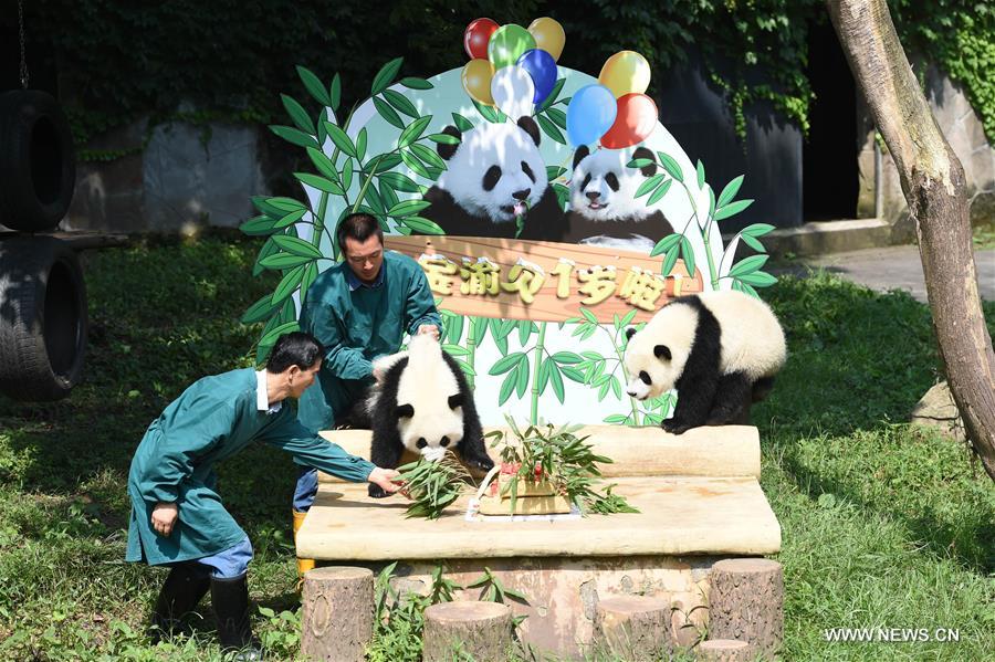 CHINA-CHONGQING-GIANT PANDA CUB-BIRTHDAY(CN)