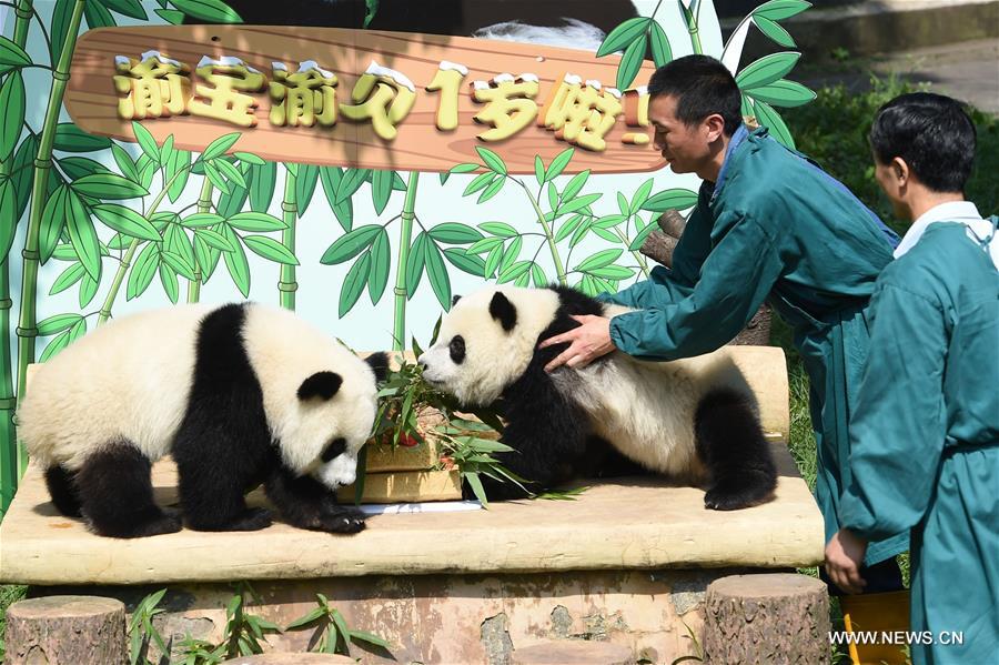 CHINA-CHONGQING-GIANT PANDA CUB-BIRTHDAY(CN)