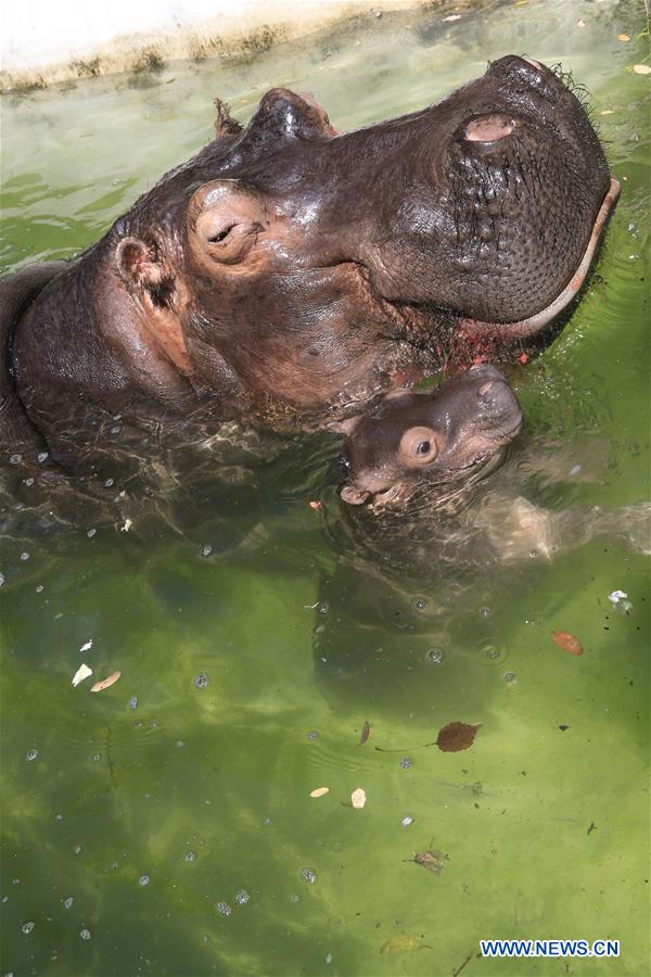 #CHINA-JINAN-HIPPO CUB(CN)