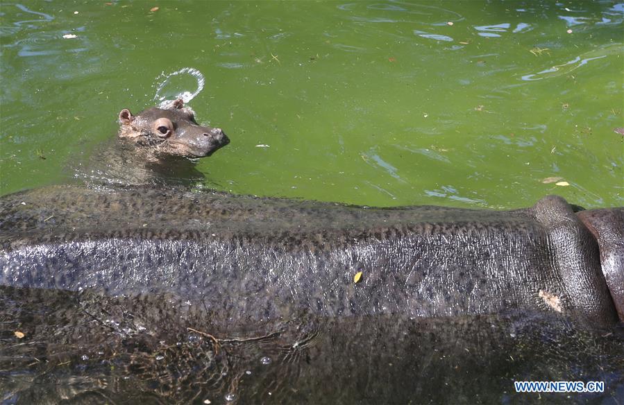 #CHINA-JINAN-HIPPO CUB(CN)