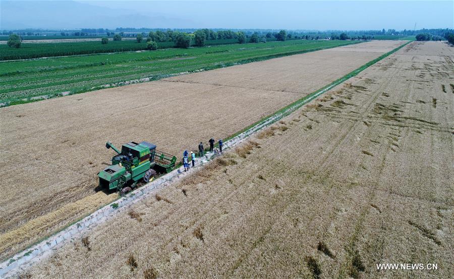 CHINA-NINGXIA-WHEAT-HARVEST (CN)