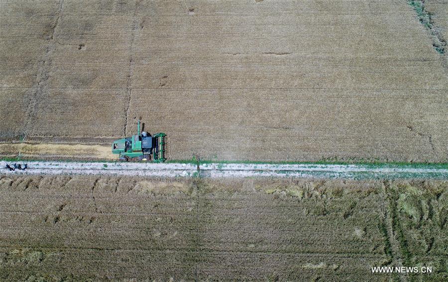 CHINA-NINGXIA-WHEAT-HARVEST (CN)