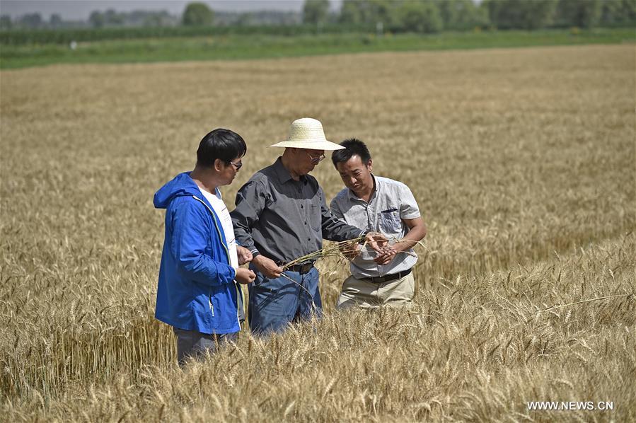 CHINA-NINGXIA-WHEAT-HARVEST (CN)
