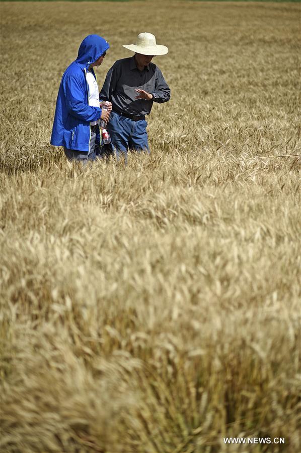 CHINA-NINGXIA-WHEAT-HARVEST (CN)