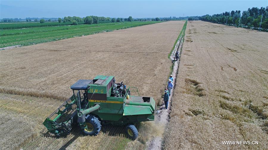 CHINA-NINGXIA-WHEAT-HARVEST (CN)