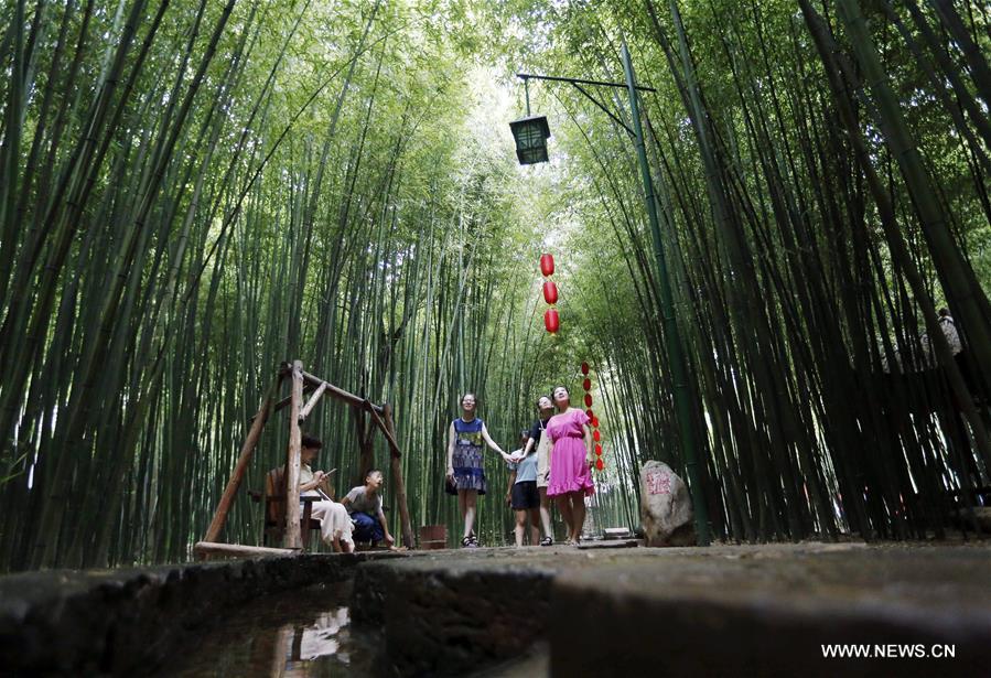 #CHINA-YINAN-BAMBOO FOREST (CN)