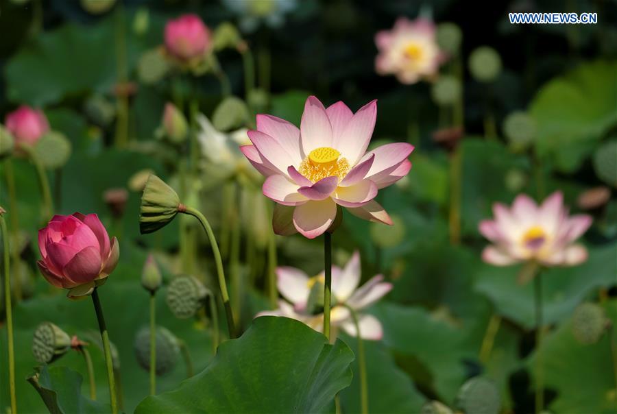 U.S.-LOS ANGELES-LOTUS