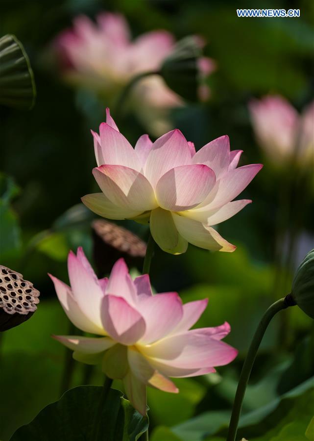 U.S.-LOS ANGELES-LOTUS