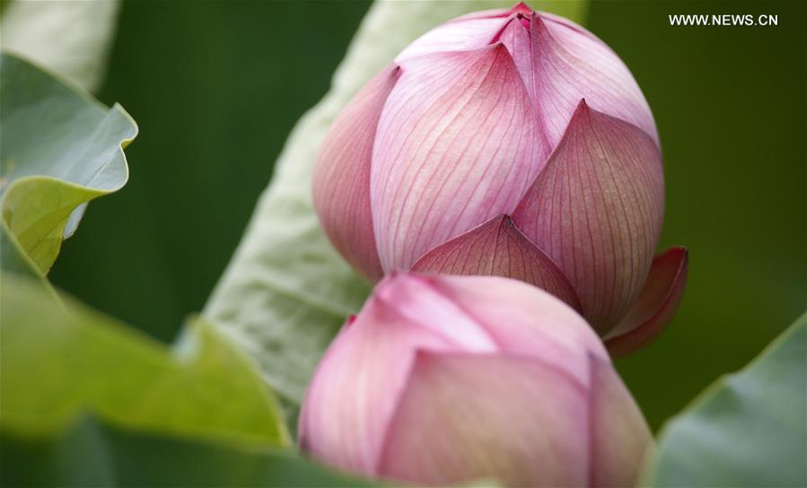 CHINA-SHANGHAI-FLOWERS (CN)