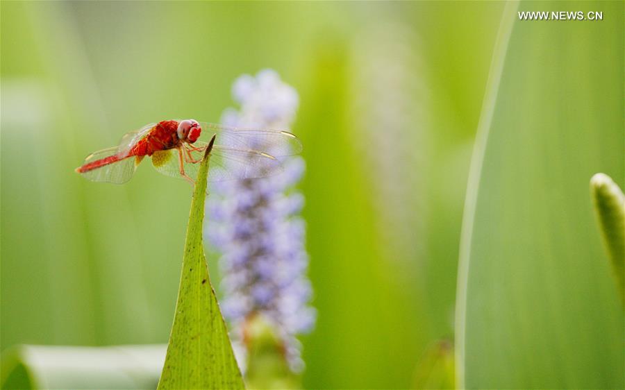 CHINA-SHANGHAI-FLOWERS (CN)
