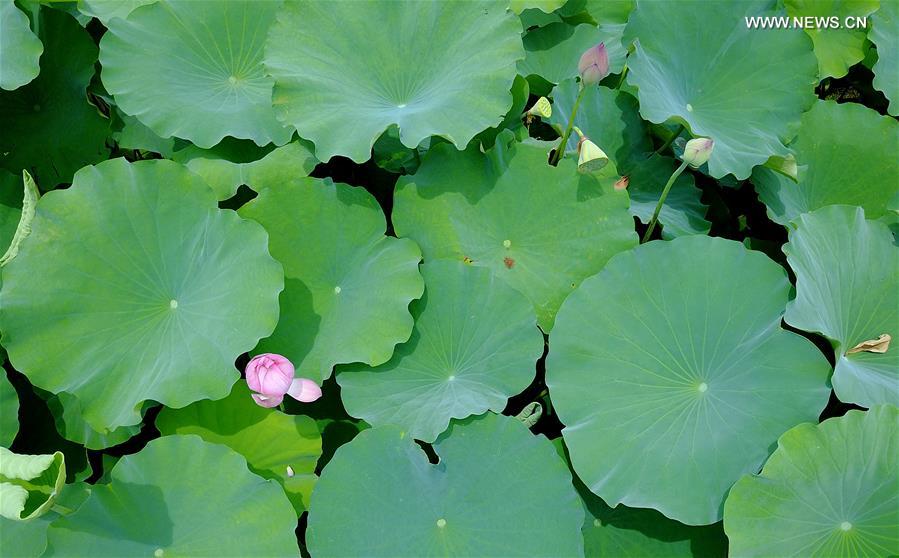 CHINA-SHANGHAI-FLOWERS (CN)