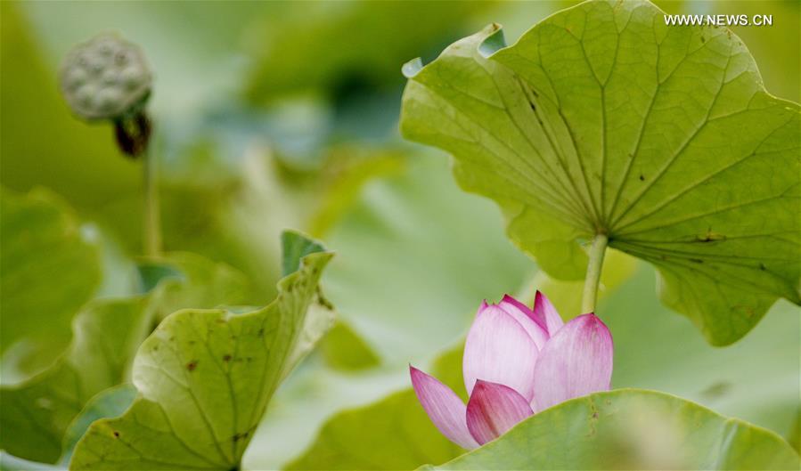 CHINA-SHANGHAI-FLOWERS (CN)