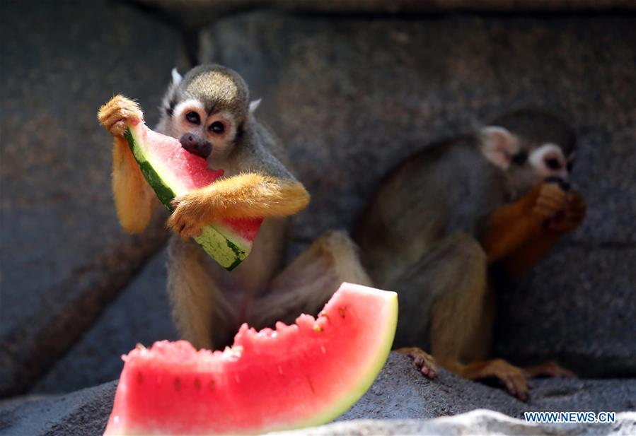 #CHINA-QUANZHOU-MONKEY(CN)